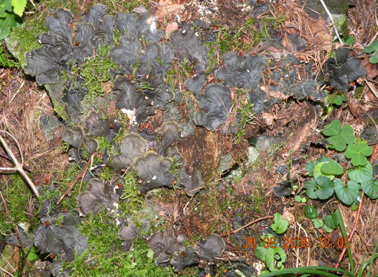 Peltigera praetextata (?)